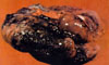 dirty_lung2_th.jpg