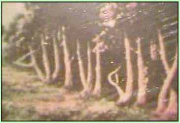 forest.jpg