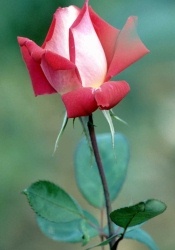 rose.jpg