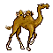 wcamel.gif